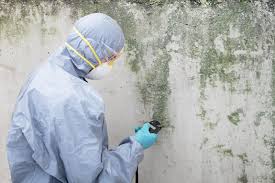 Trusted Bala Cynwyd, PA Mold Removal Experts